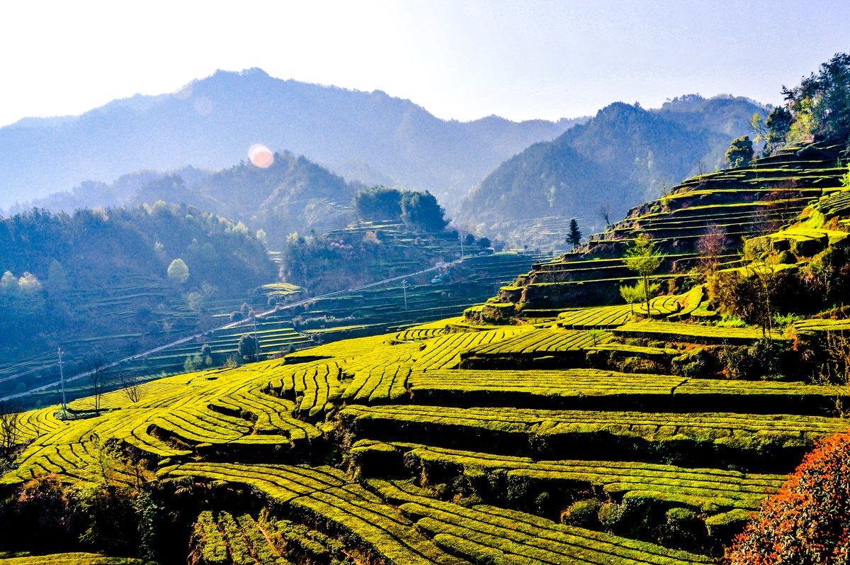 Organic Tea Plantation Factory Direct