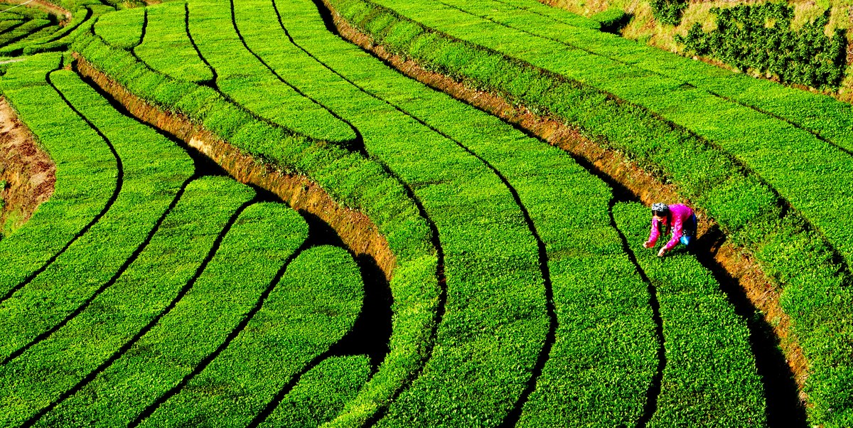 Premium Green Tea Source Supplier