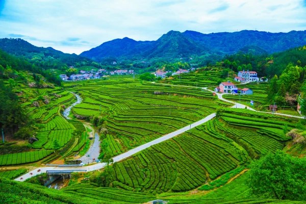Tea Garden