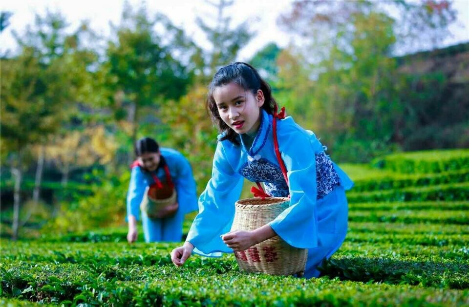 Traditional Chinese Tea Harvesting